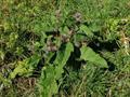 woolly burdock